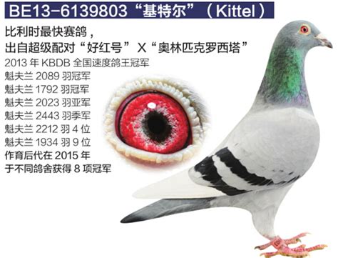鸽子--中国信鸽信息网相册