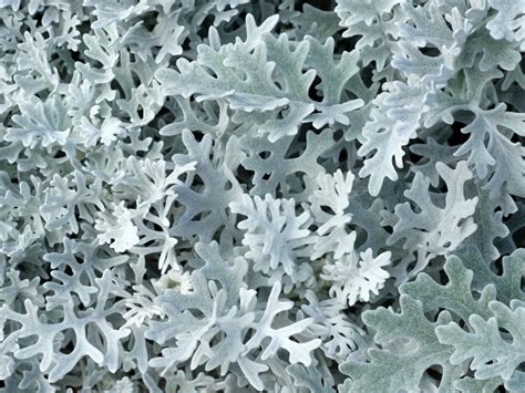 Dusty Miller: Complete Plant Care And Growing Guide | Gardening Know How