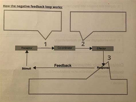 Image result for Negative Feedback Cycle Simple