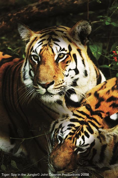 International Tiger Day 2021: 7 Pictures That Prove Tigers Belong In ...