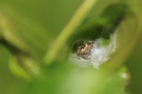 Eyes a little jumping spider in the green bush | Premium Photo