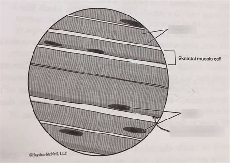 Skeletal Muscle Tissue Diagram | Quizlet
