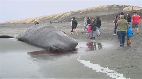Dead whale washes up on Oregon coast at Fort Stevens State Park | kgw.com