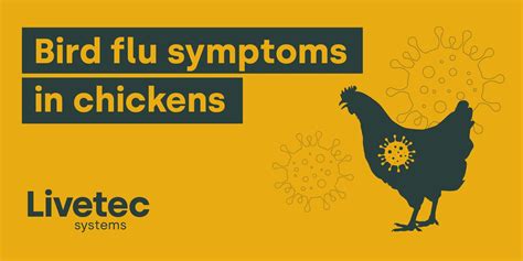 Bird flu symptoms in chickens - Livetec
