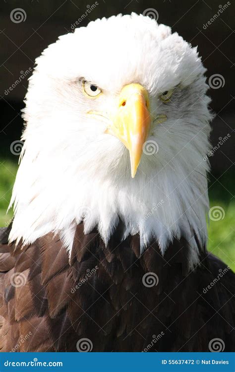Bald Eagle Head stock photo. Image of annoyed, head, eagle - 55637472
