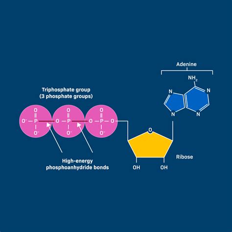 Adenosine Triphosphate Hydrolysis