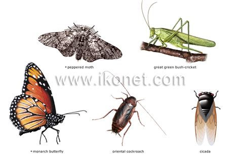 Image result for Class Insecta Real Life Examples