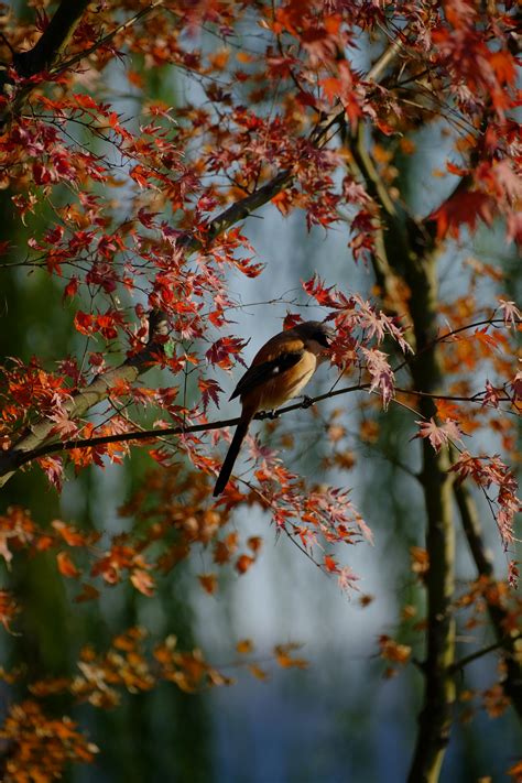 Rotating Earth Animation 的图像结果