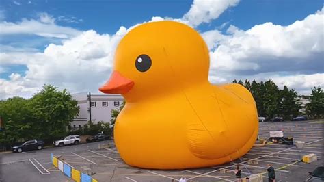 Giant Rubber Duckie The World's Largest Rubber Duck Is Waddling Its