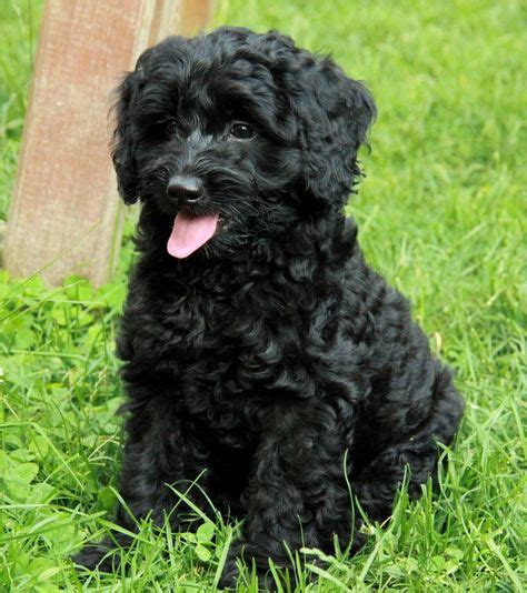 Image result for Baby Black Cockapoo