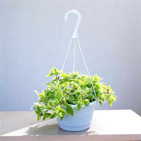 Buy aptenia variegated plant in hanging basket online
