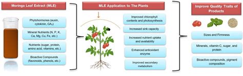 The Role of Moringa Leaf Extract as a Plant Biostimulant in Improving ...