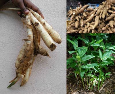 Ararot (Arrowroot)