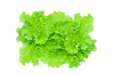 Background Green Leaf Lettuce