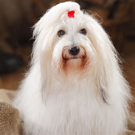 Breed White Dog