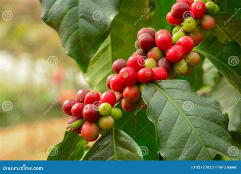 Fresh Coffee Beans on Branch of Coffee Plant Stock Image - Image of ...