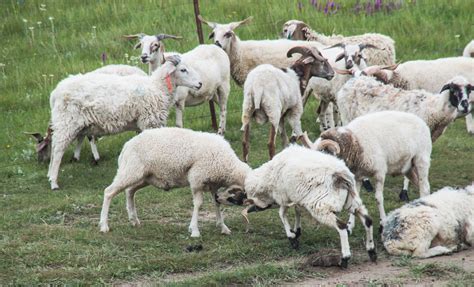 九一年属羊人的婚配表 九一年的羊是什么命
