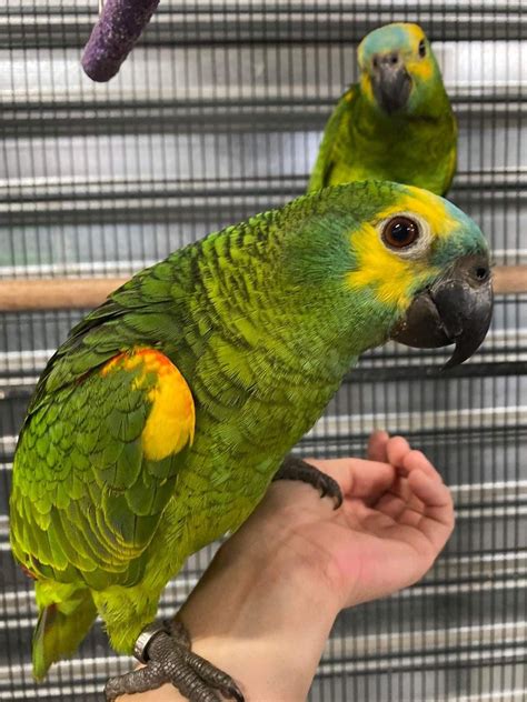 Handreared Blue Front Amazon Parrot