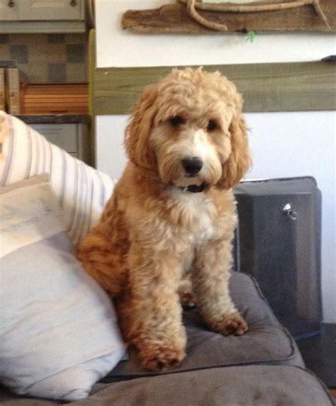 Image result for Apricot Cockapoo Adult