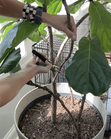 Propagating Fiddle Leaf Fig Youtube at Brock Foletta blog