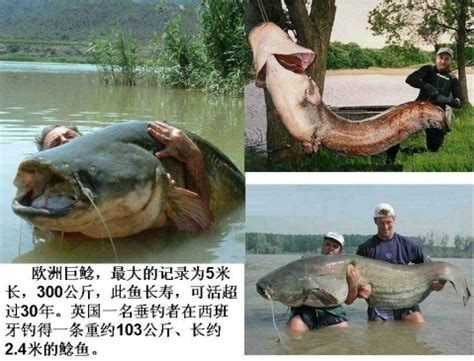 追寻世界上最大的鱼——十大“魔鬼鱼”排行（三）_网易新闻