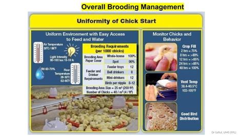 Image result for Broiler Chicken Brooding