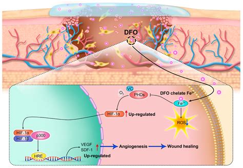 Application of Deferoxamine in Tissue Regeneration Attributed to ...