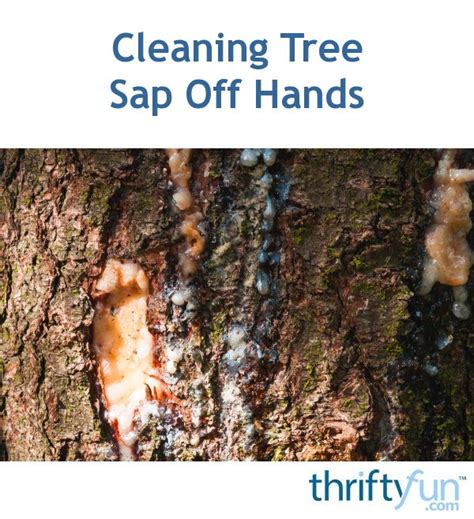 Image result for How to Get Sap Off Tree Trunk of Mastic Tree