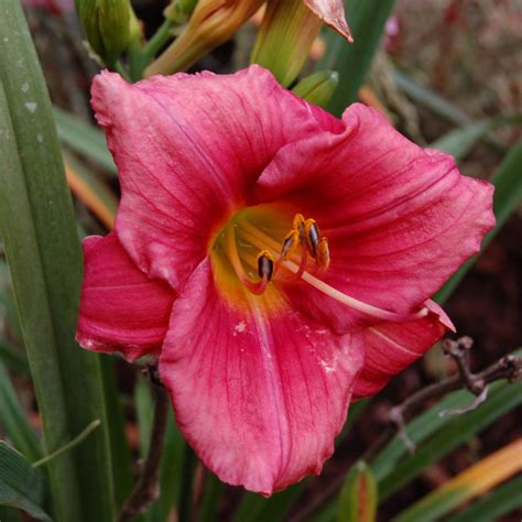 Buy Hemerocallis 'Rosy Returns' | Unrivaled Perennials – Black Sheep ...