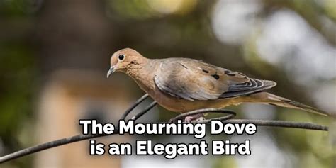 Mourning Dove Spiritual Meaning, Symbolism and Totem | Explained