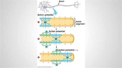 Image result for Nervous System Function Overview