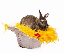 Image result for Cute Bunny in a Basket