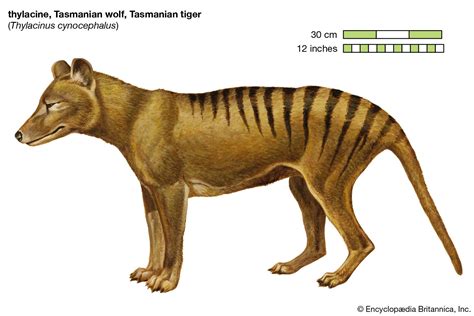 Tasmanian Tiger Mouth