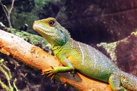 Image result for Reptiles Predators