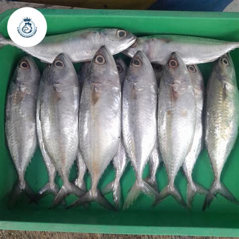 Jual IKAN KEMBUNG BANJAR SEGAR (bukan Frozen) 500gr/1kg FREE ...