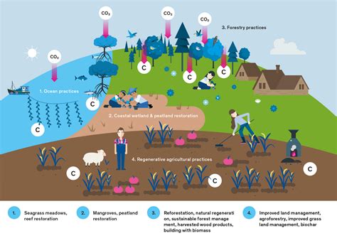 What are nature-based solutions? | myclimate