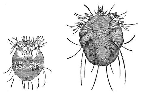 Escabiosis; Infección por Sarcoptes scabiei; Sarna Sarcóptica