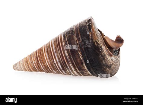 Image result for Cone Shell Types