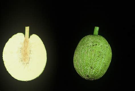 1-methylcyclopropene and Harvest Maturity Impact ‘Ma’afala’ Breadfruit ...