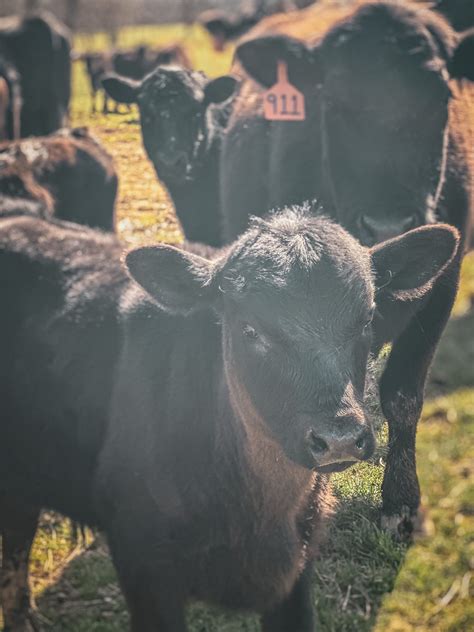 Image result for Small Farm Beef Processing