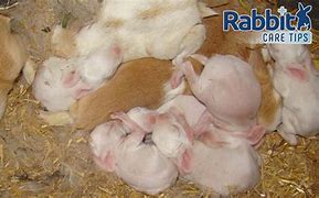 Image result for Baby Rabbit Born