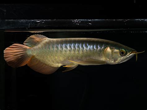 スーパーレッド（特殊個体）SP1[SP-RED-NO1]