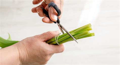 How to keep your cut tulips fresh for longer — try these 5 top tips ...
