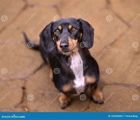 Black and Tan Doxie Lookin Up at Camera with on Flagstone with S Stock ...