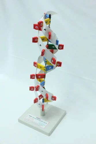 Biological Reproduction Model Kit 的图像结果
