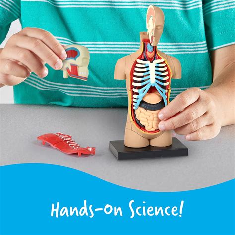 Learning Resources Realistic Human Body Model for Science Classroom ...