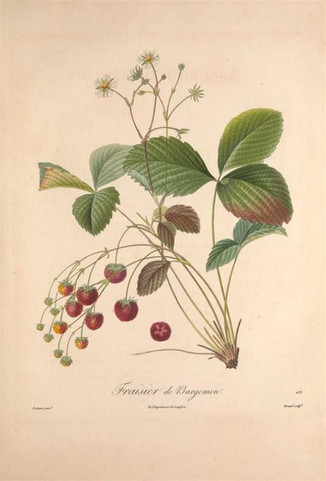 Turning the Book Wheel | Botanical drawings, Botanical illustration ...