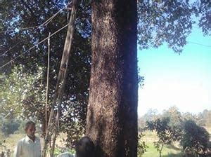 Syed garden- Rosewood tree Seed -Timber tree Seed - (Dalbergia ...