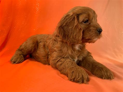 Image result for Red Cockapoo