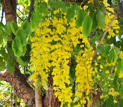 SHOP 360 GARDEN Cassia fistula, Flower of Kerala, Bahava, Golden shower ...